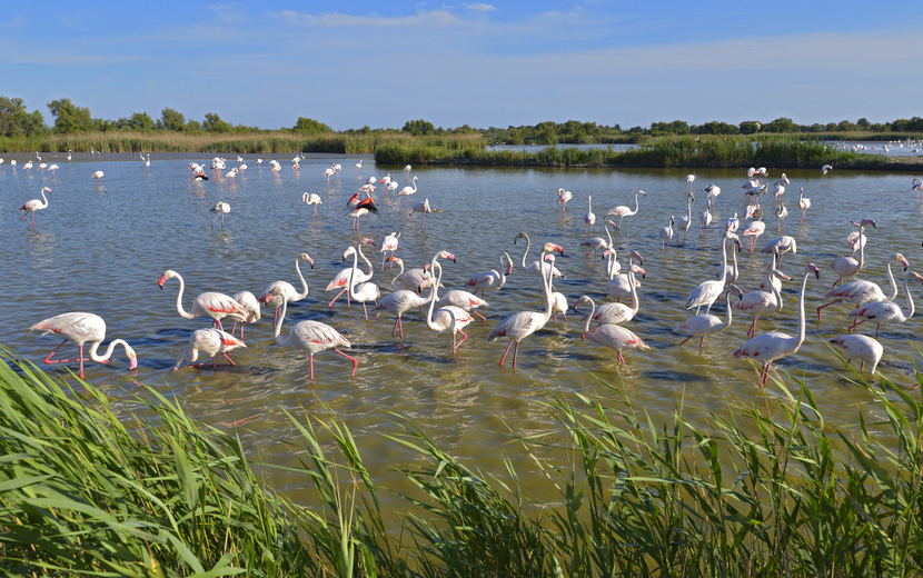 Camargue