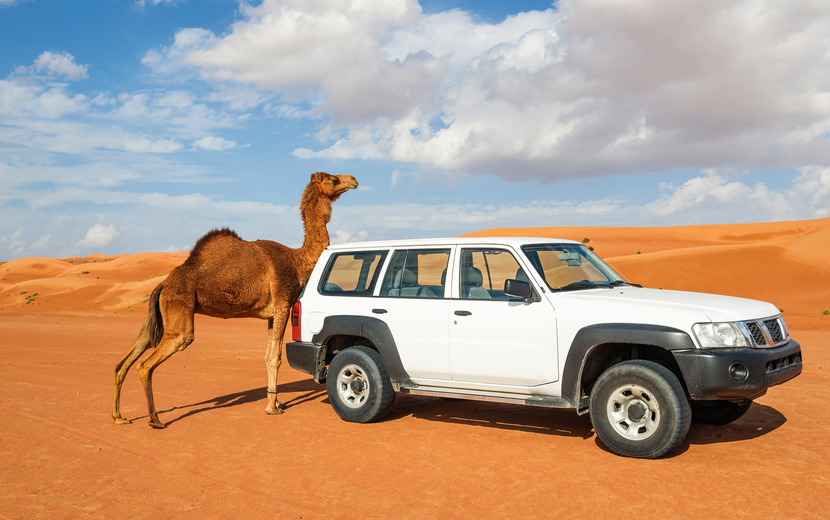 Kamel in Rimal Al Wahiba