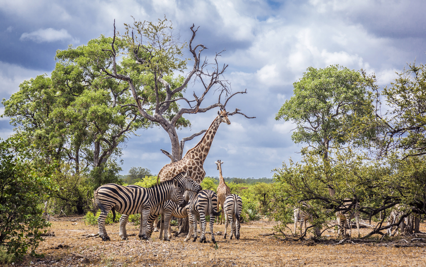 Südafrika, Nationalpark