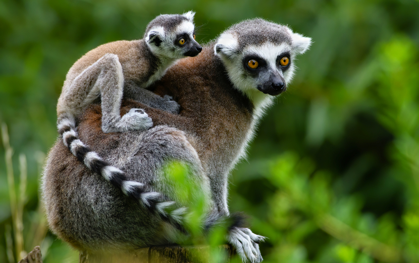 Lemuren auf Madagaskar
