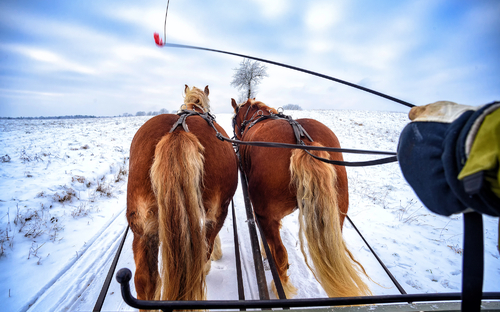Pferdeschlittenfahrt