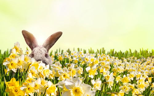 ©Visions-AD - stock.adobe.com Osterhase versteckt sich auf einer Wiese voller Narzissen