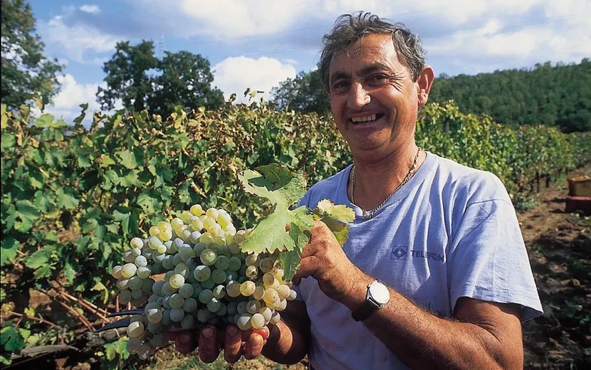 Weinlese