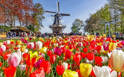 Keukenhof 