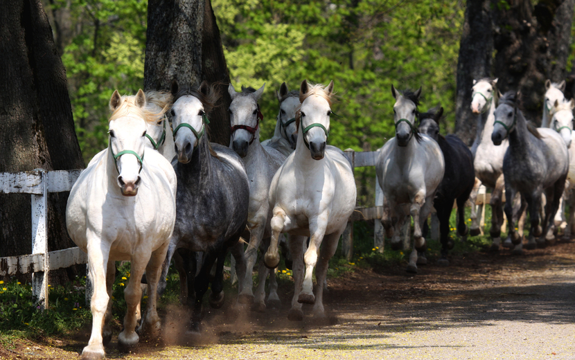 Lipizzaner auf dem Gestüt Lipica