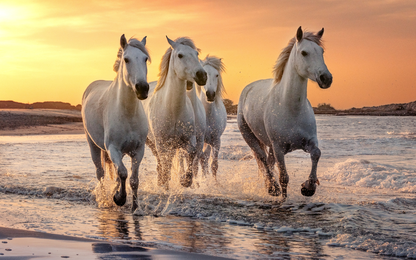 Camargue