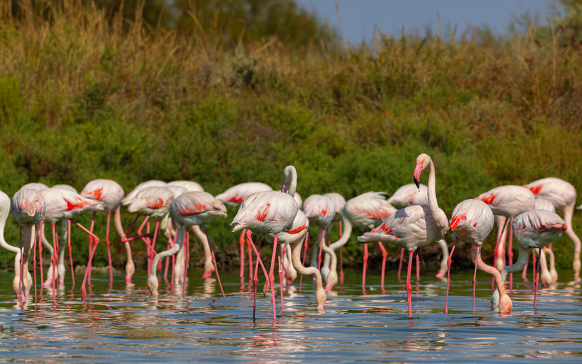 Camargue 