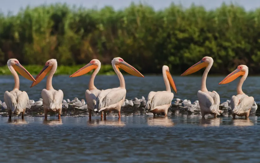 Pelikane im Donaudelta