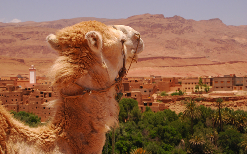 © thauwald-pictures - stock.adobe.com Marokko -   Auf der Straße der Kasbahs in der Nähe von Ouaraza