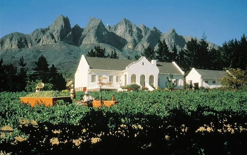 Weinbau in Südafrika