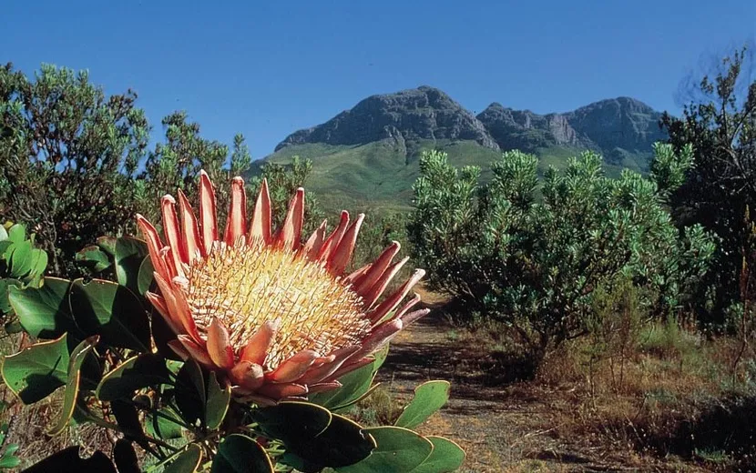 Garten Kirstenbosch