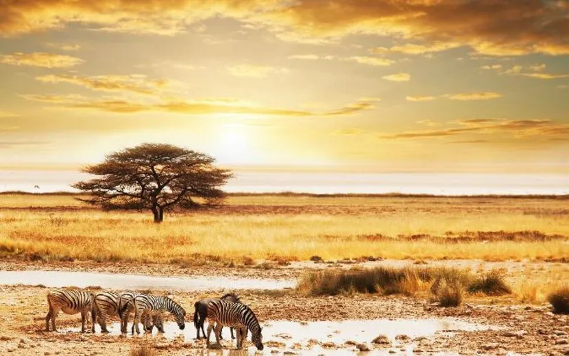 Safari