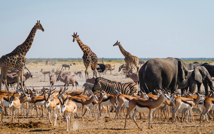 Etosha-Nationalpark