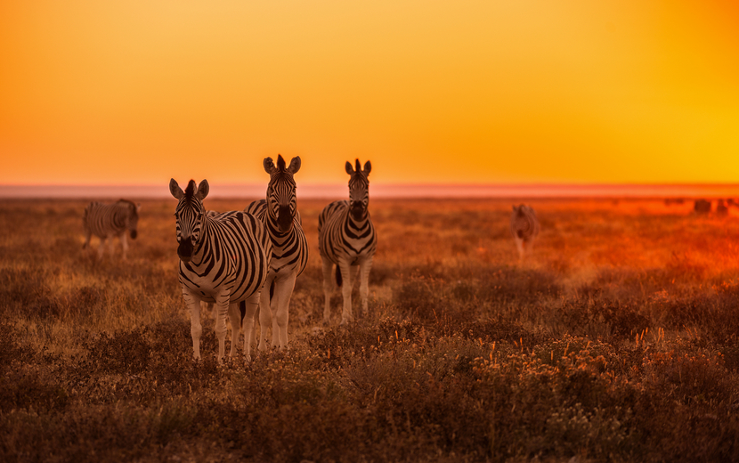 Etosha-Nationalpark
