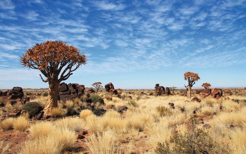 Köcherbaumwald in Namibia
