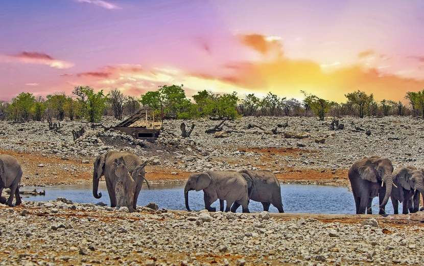 Herde von Elefanten an einem Wasserloch in Etosha