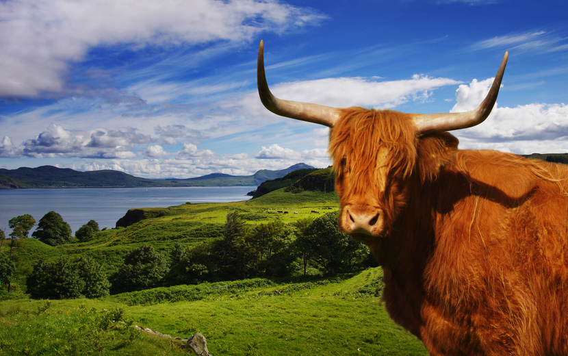 Hochlandvieh in Schottland