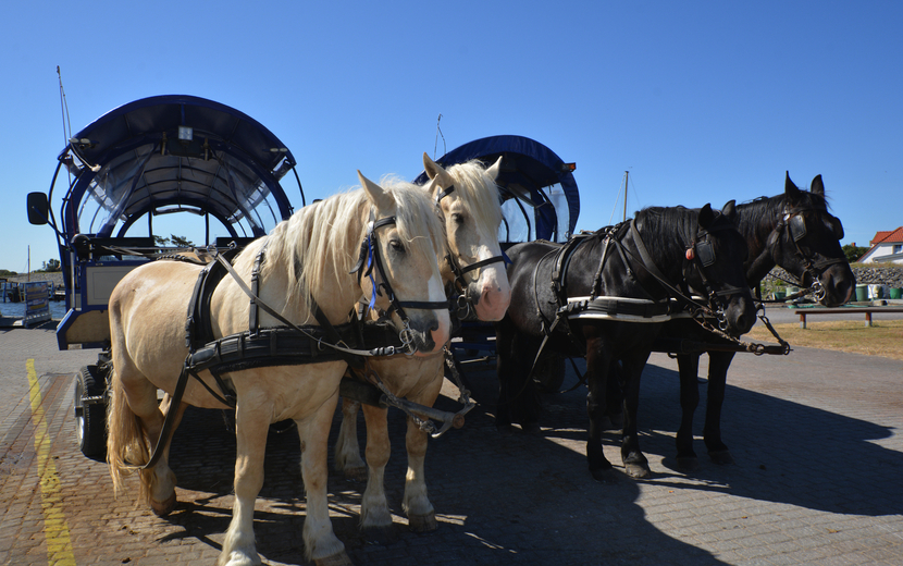 Pferdekutschen im Hafen von Vitte auf der Insel Hiddensee