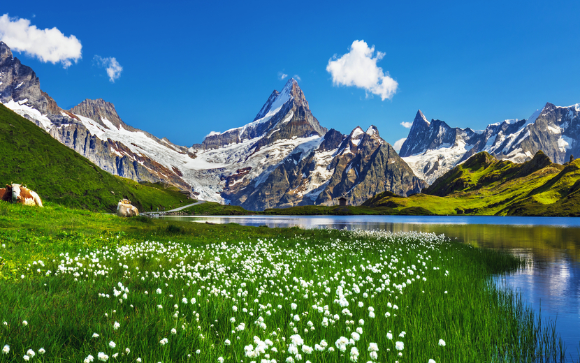 Panoramablick auf die Berner Kette oberhalb des Bachalpsees