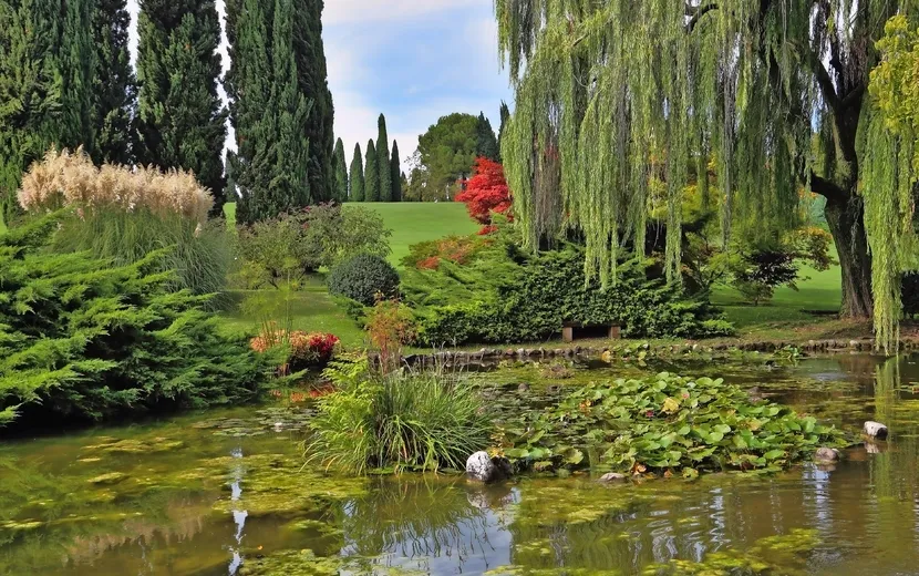 Teich mit blühenden Lilien