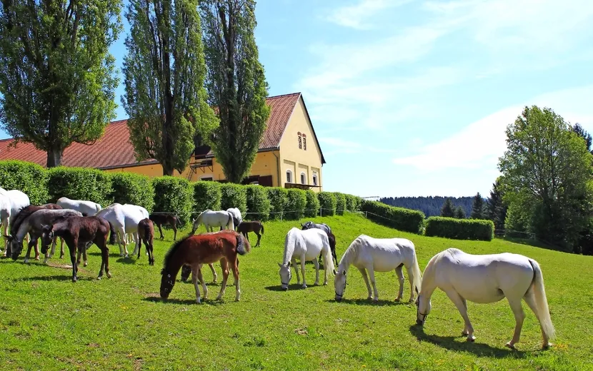 Lipizzaner: Stuten mit Fohlen auf einer Weide