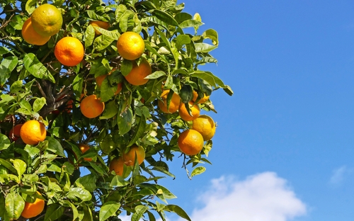 Mandarinen