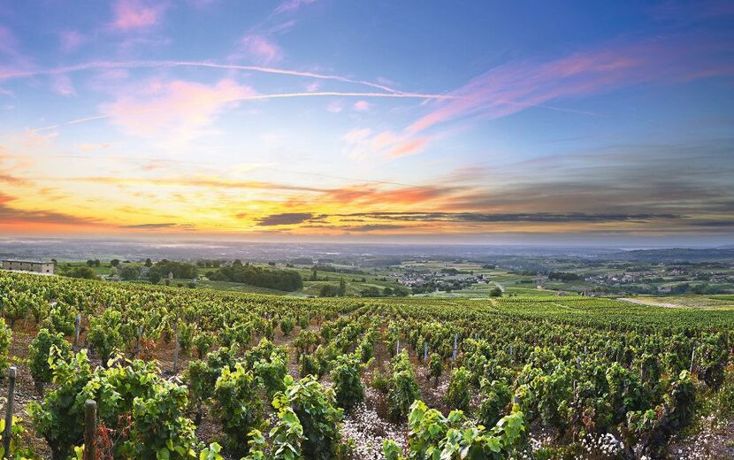 Panorama der Weinberge bei Sonnenaufgang Zeit,Beaujolais,Rhone,Frankreich