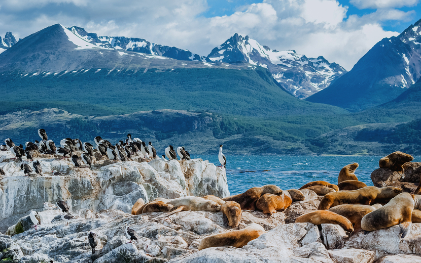 Seelöwen im Beagle-Kanal nahe Ushuaia