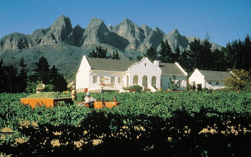 Weinbau in Südafrika