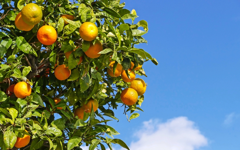 Mandarinen