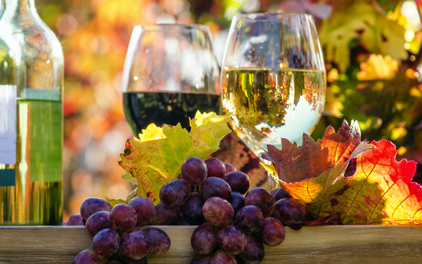 Weinprobe im Herbst, Rotwein, Weißwein,Weinglas und Trauben im Weinberg