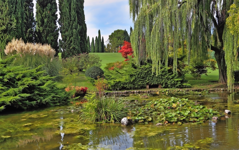 Teich mit blühenden Lilien