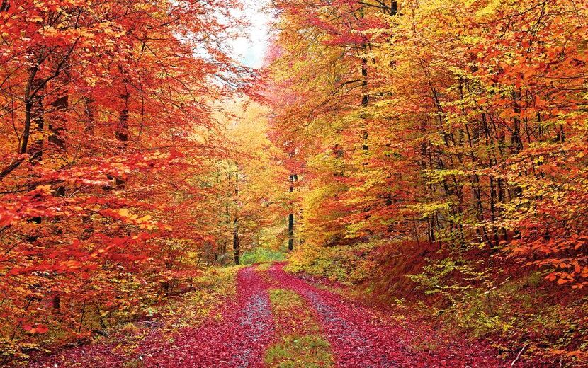 Farbenprächtiger Herbstwaldweg im Oktober