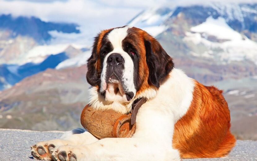 St. Bernard Dog