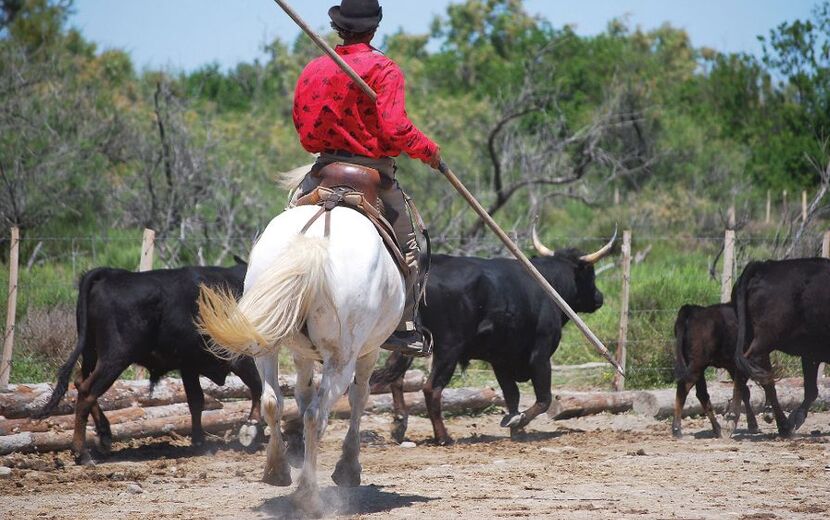 Camargue-Stiere in der Provence, Südfrankreich