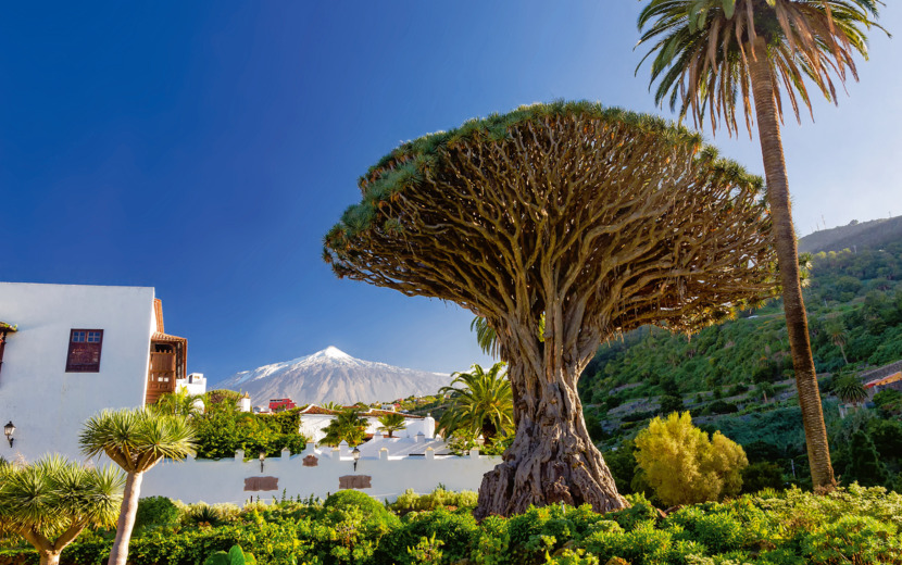 Drachenbaum und Pico del Teide auf Teneriffa