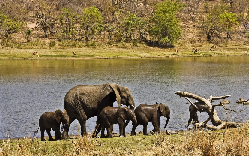 Familie der afrikanischen Elefanten im Kruger Nationalpark