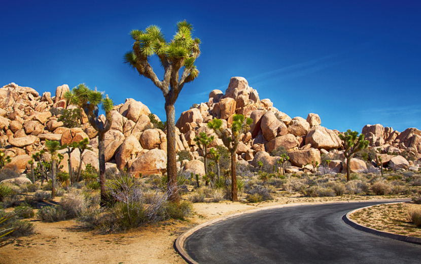 Joshua Tree Nationalpark