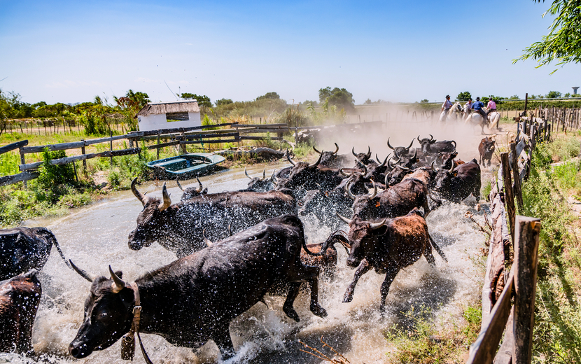Stiere in der Camargue