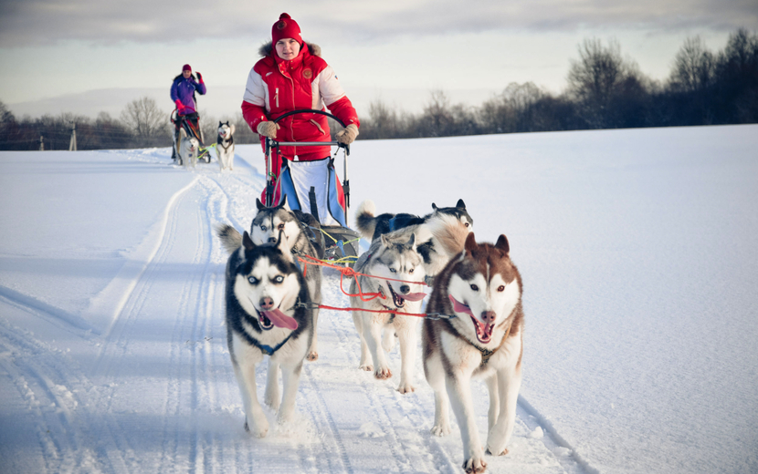 Hundeschlittentour