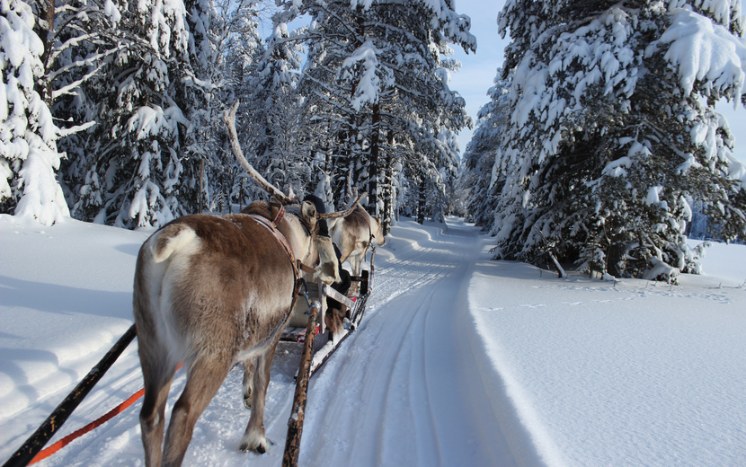 Rentierschlittenfahrt in Kuusamo