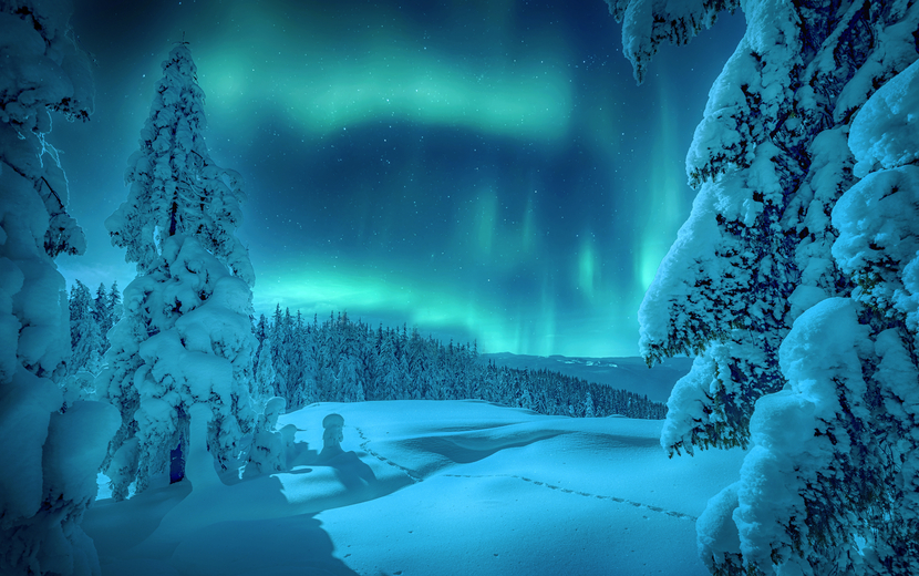 Aurora Borealis über dem frostigen Wald