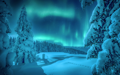 Aurora Borealis über dem frostigen Wald