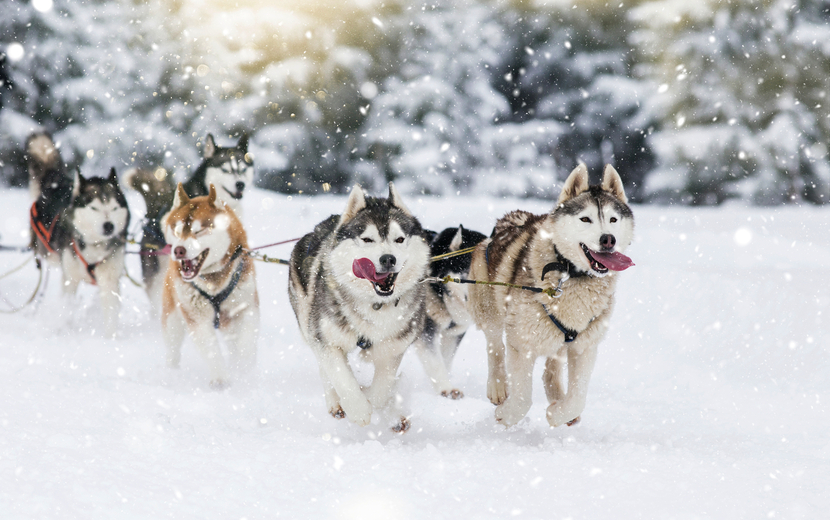 Schlittenhunderennen