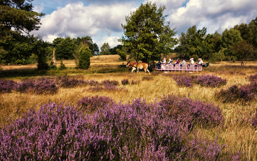 Kutschfahrt in der Lüneburger Heide