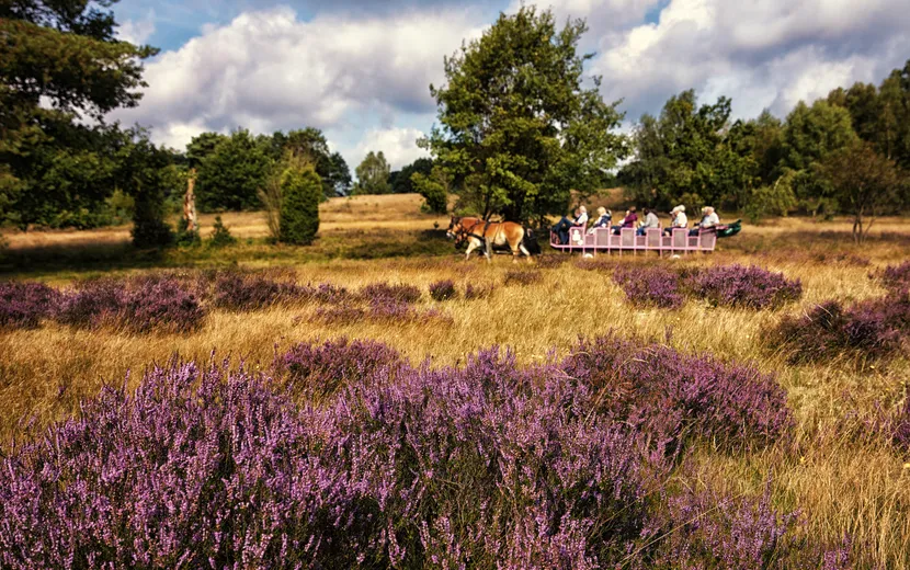 Kutschfahrt in der Lüneburger Heide