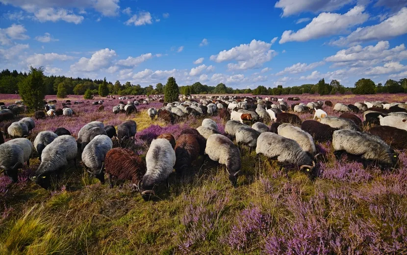 Heidschnucken in der Lüneburger Heide