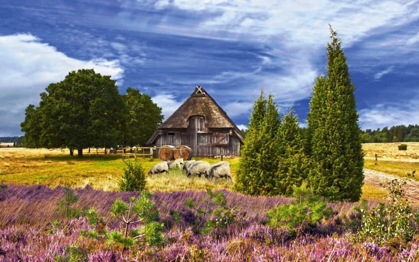 Lüneburger Heide