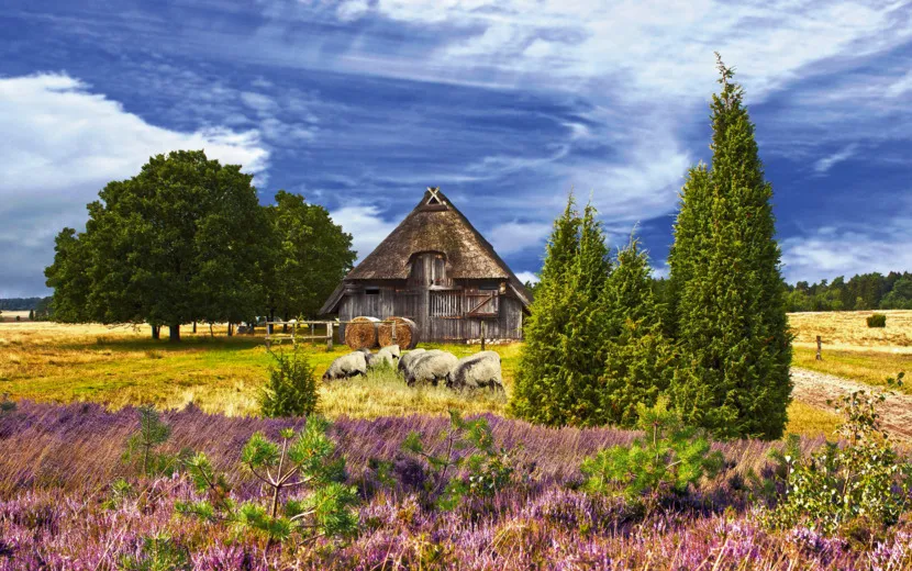 Lüneburger Heide