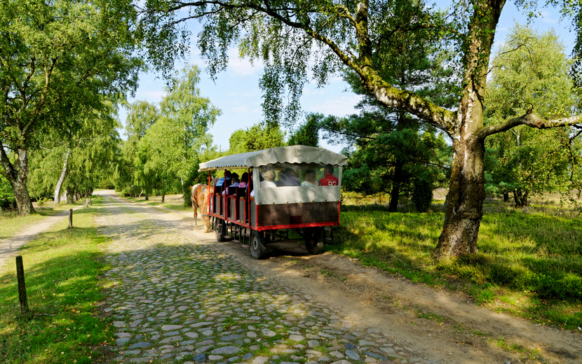 Wilseder Berg im Naturpark Lüneburger Heide